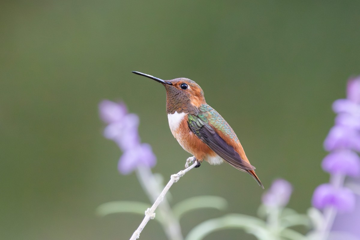 Allen's Hummingbird - ML642139978