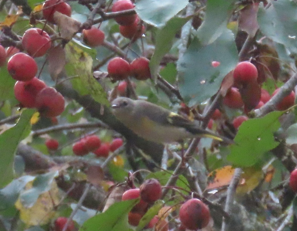 American Redstart - ML642139987