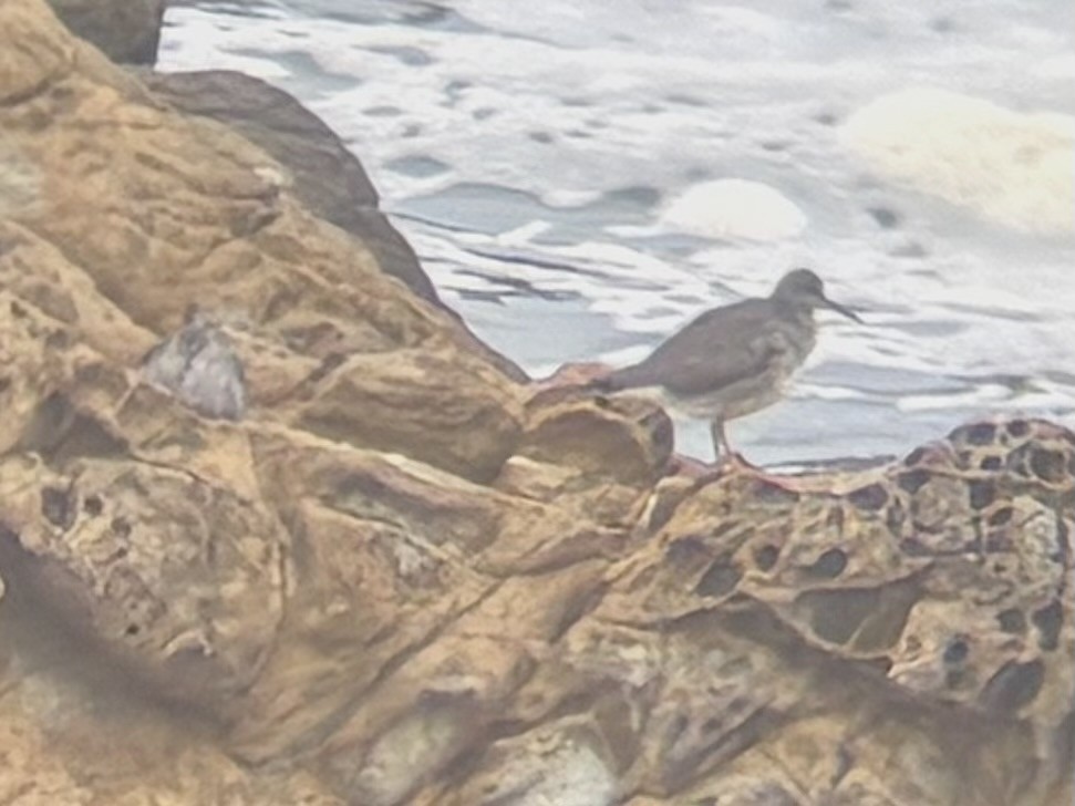 Wandering Tattler - ML642139988