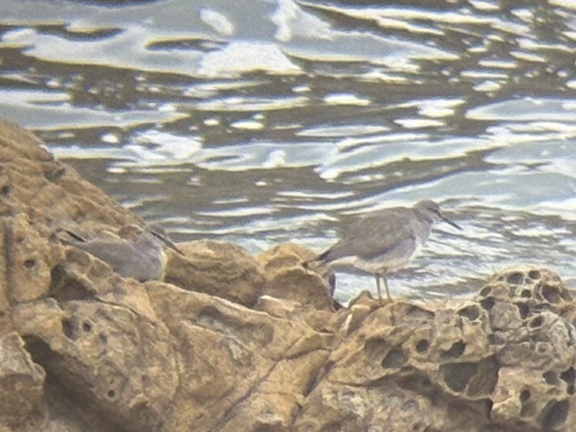 Wandering Tattler - ML642139989