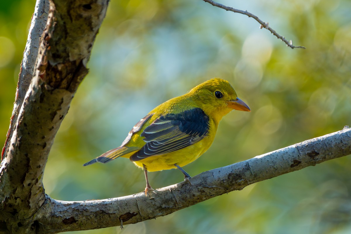 Scarlet Tanager - ML642139991