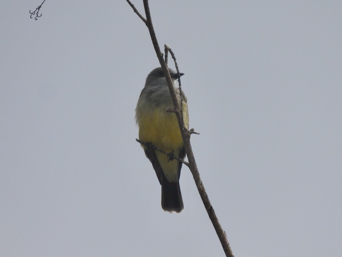 Cassin's Kingbird - ML642139992
