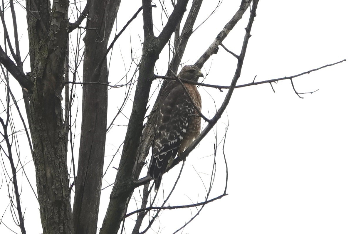 Red-shouldered Hawk - ML642139994