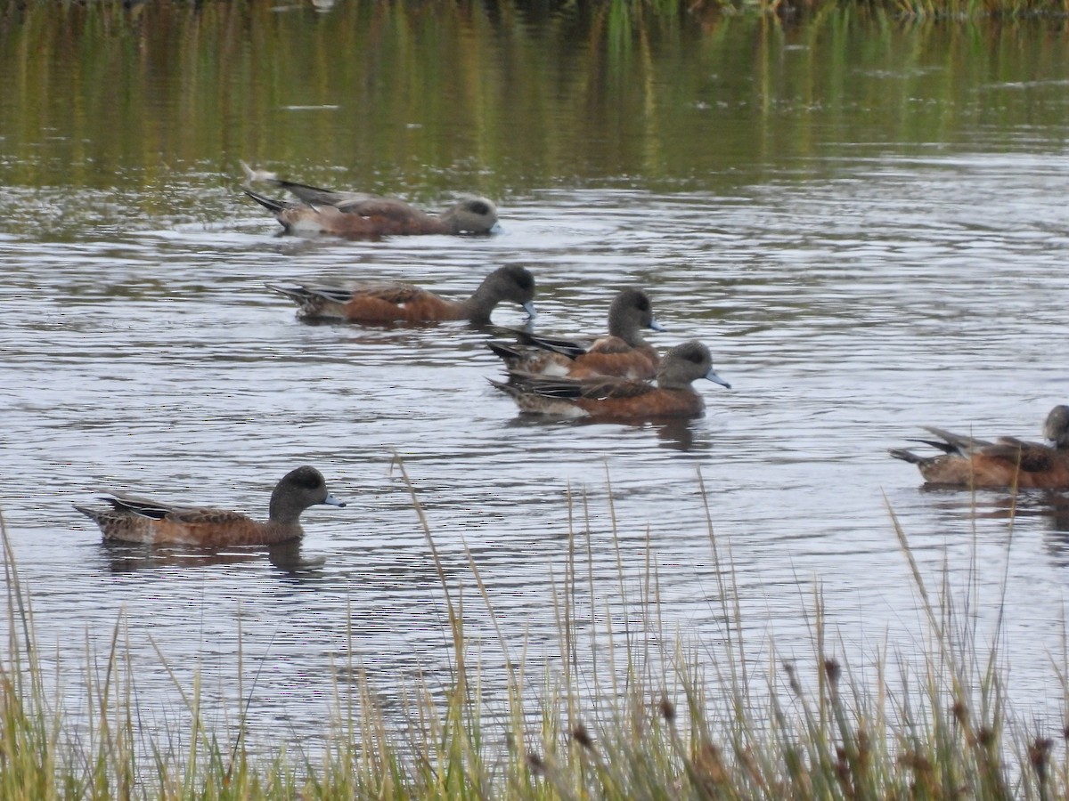 American Wigeon - ML642139995