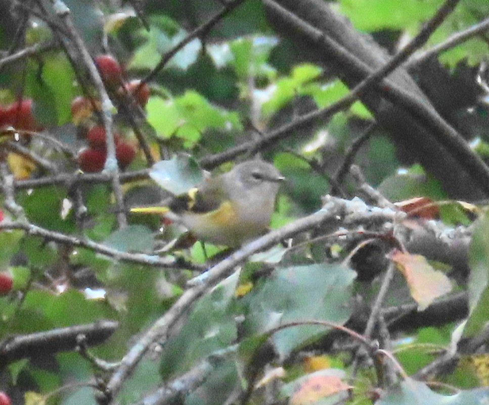 American Redstart - ML642139996