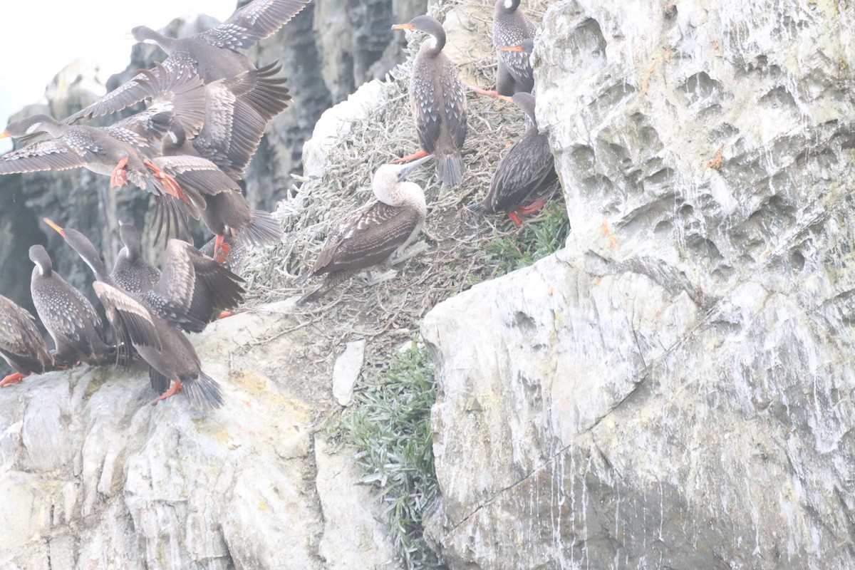 Peruvian Booby - ML642140006