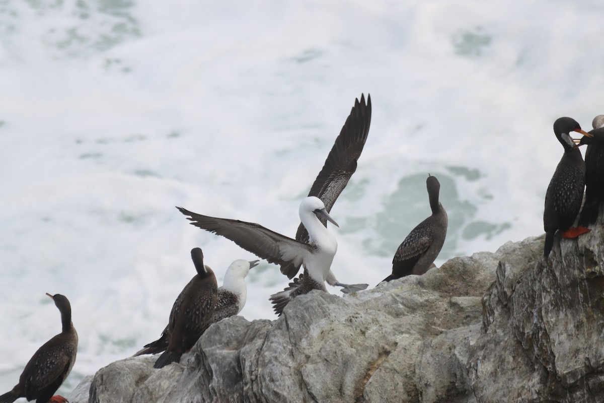 Peruvian Booby - ML642140007