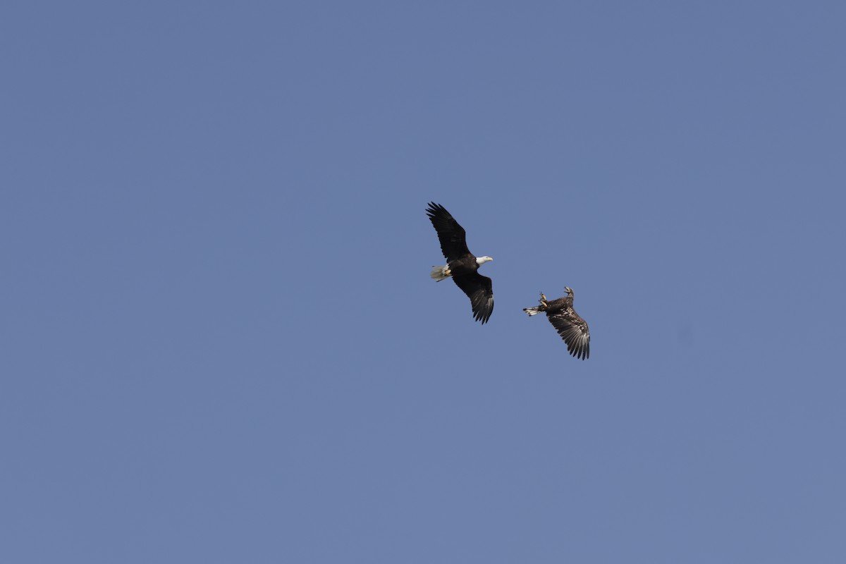 Bald Eagle - ML642140012