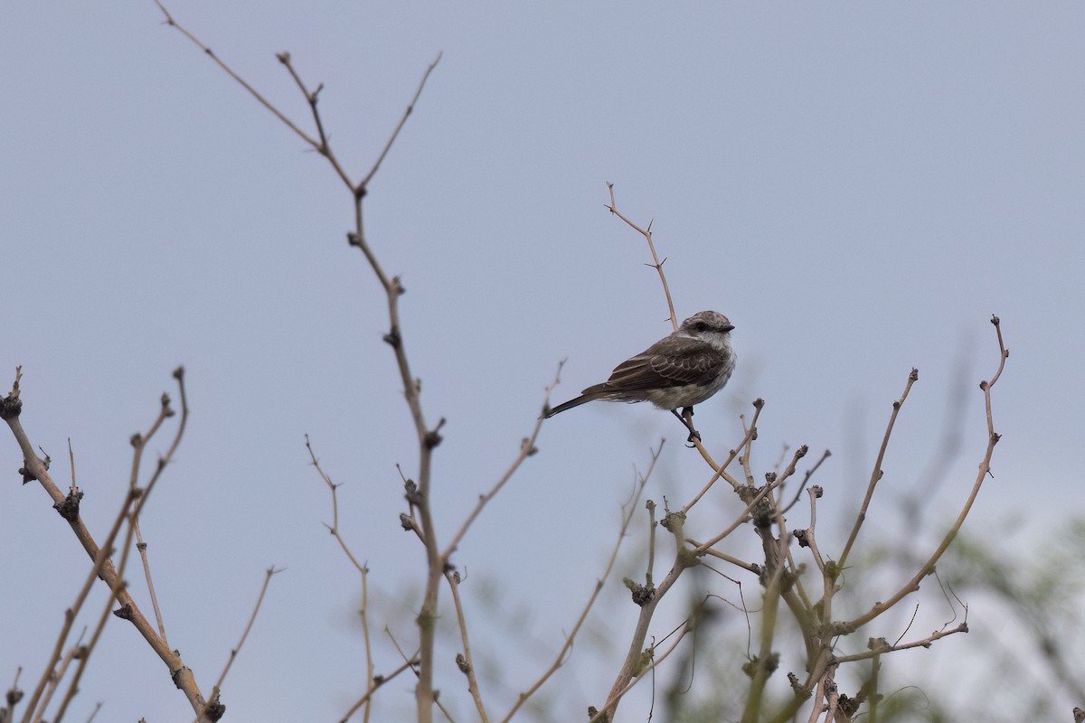 Vermilion Flycatcher - ML642140016