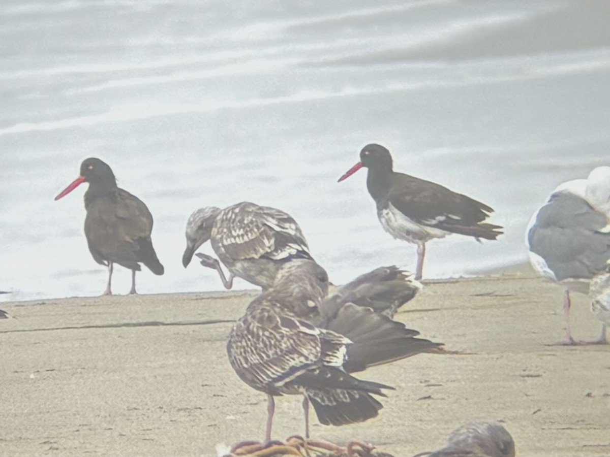 American x Black Oystercatcher (hybrid) - ML642140017