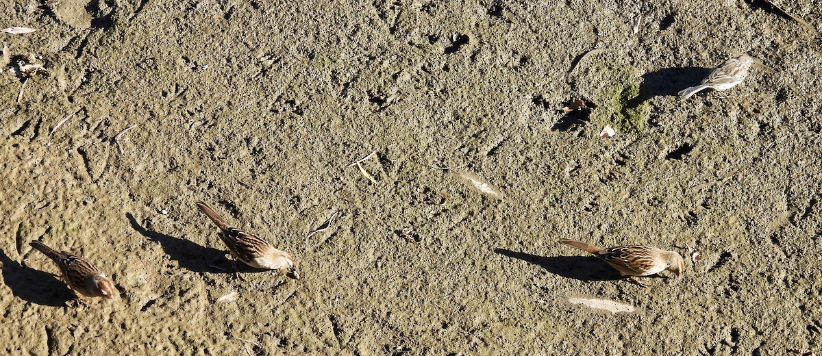 White-crowned Sparrow - ML642140035
