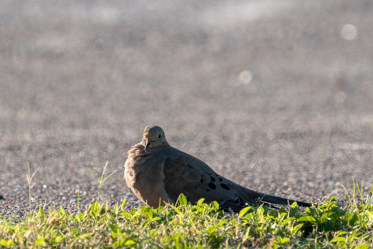 Common Ground Dove - ML642140048