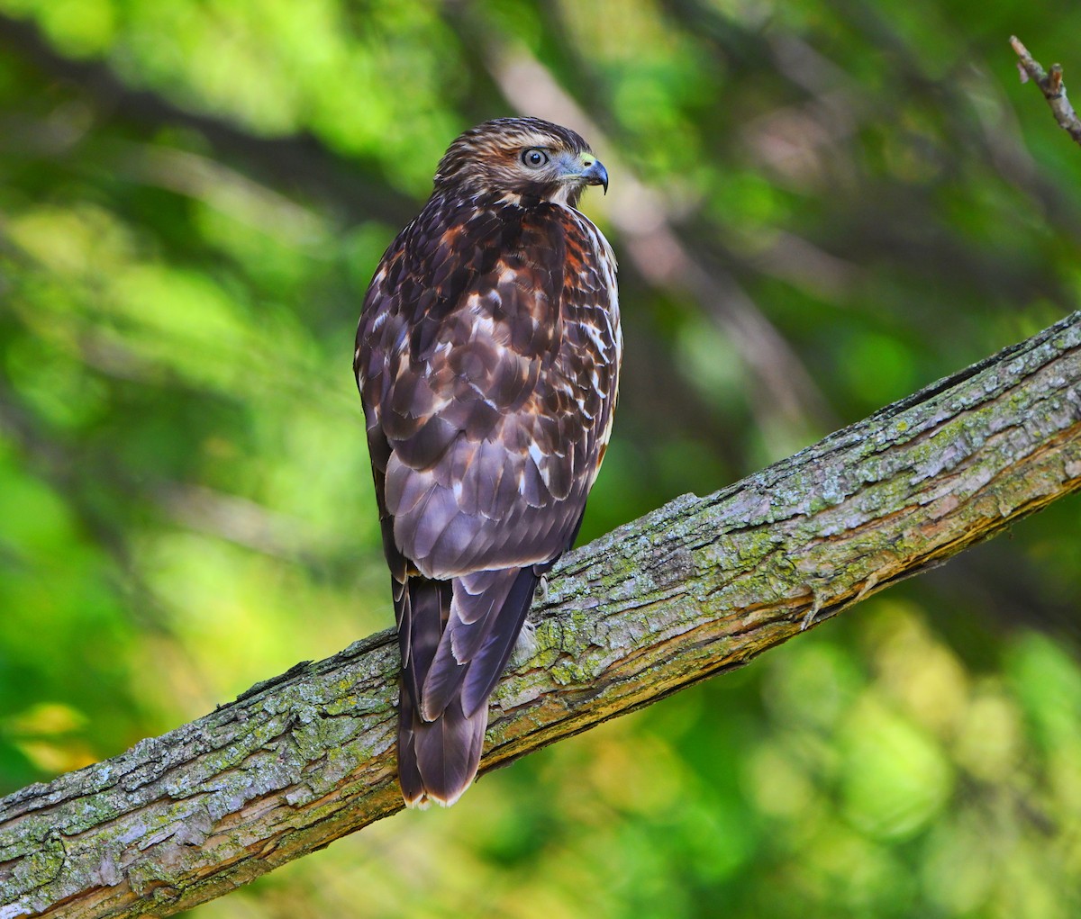 Red-shouldered Hawk - ML642140051