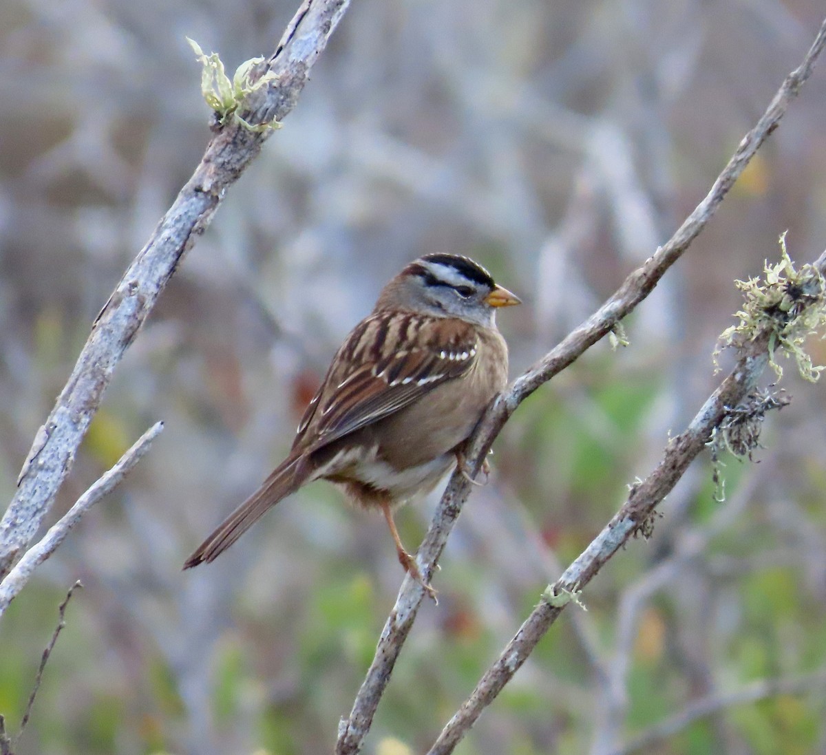 White-crowned Sparrow (Yellow-billed) - ML642140064