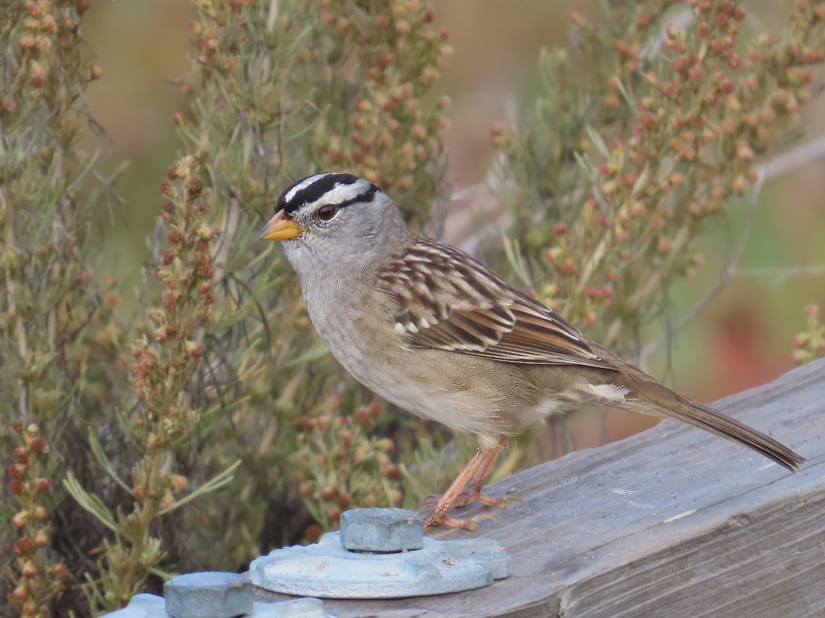 White-crowned Sparrow (Yellow-billed) - ML642140067