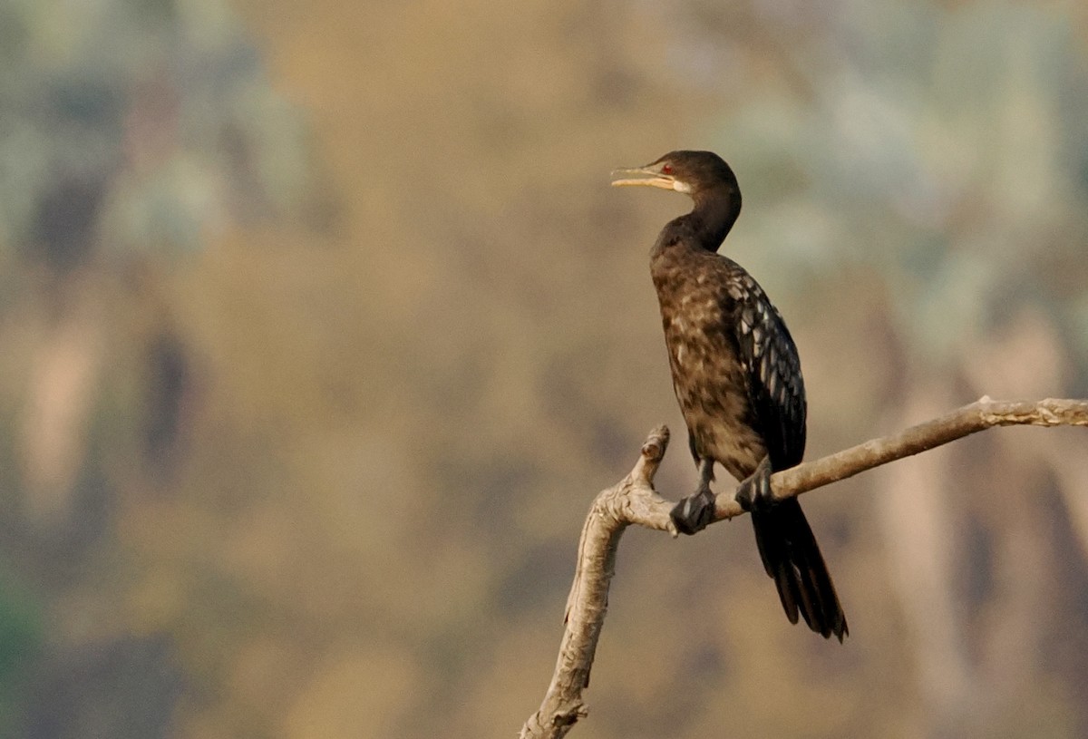 Reed Cormorant - ML642140072