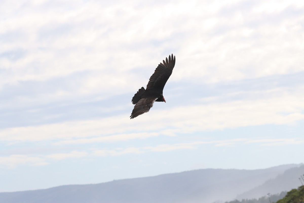 Turkey Vulture - ML642140090