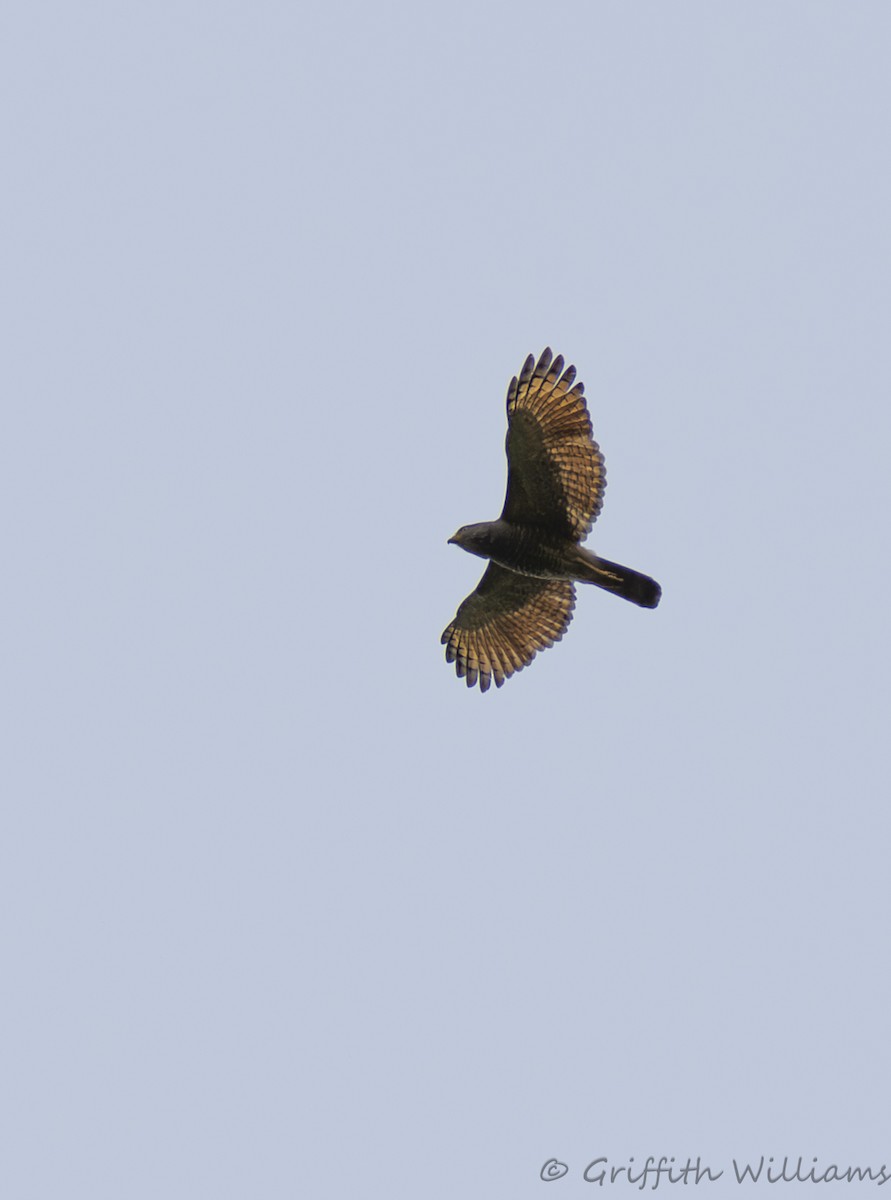 Roadside Hawk - ML642140099