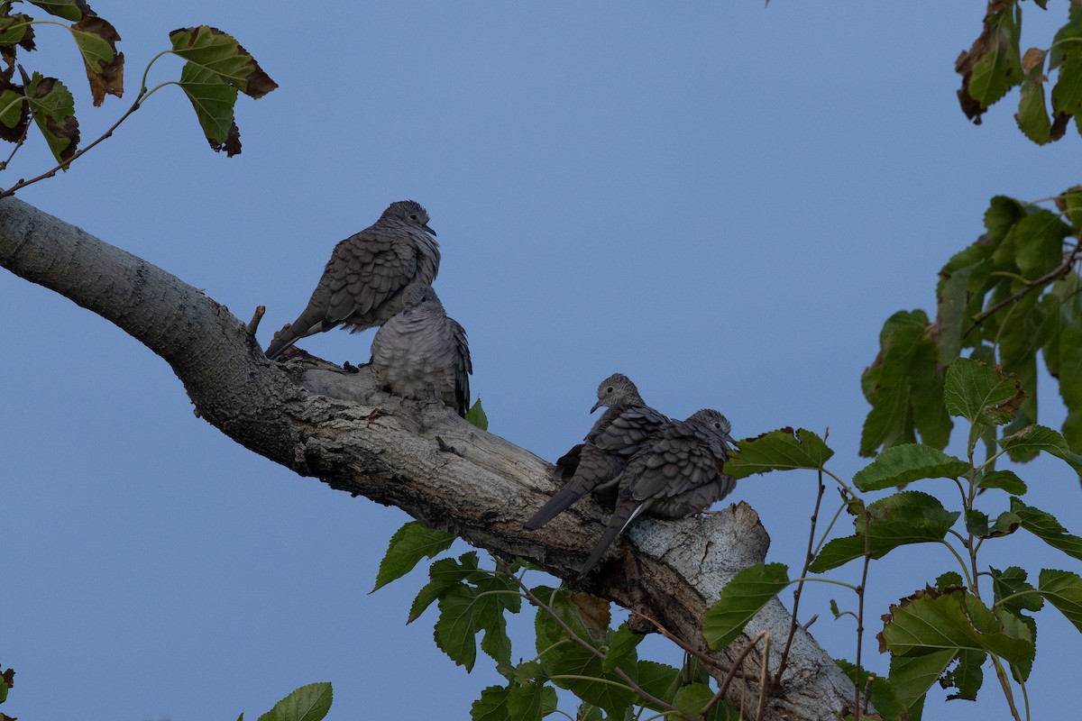 Inca Dove - ML642140106