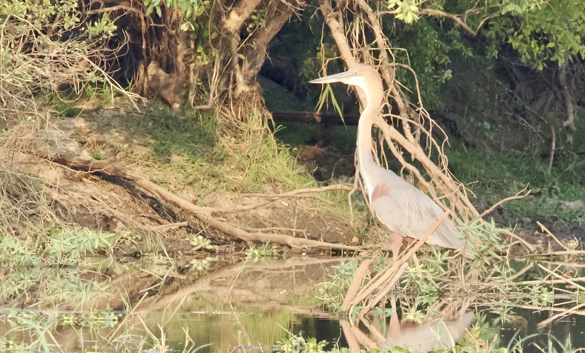 Goliath Heron - ML642140117