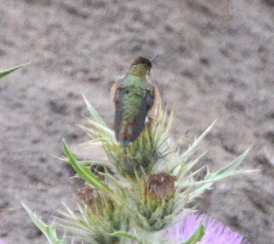 Rufous Hummingbird - ML642140124