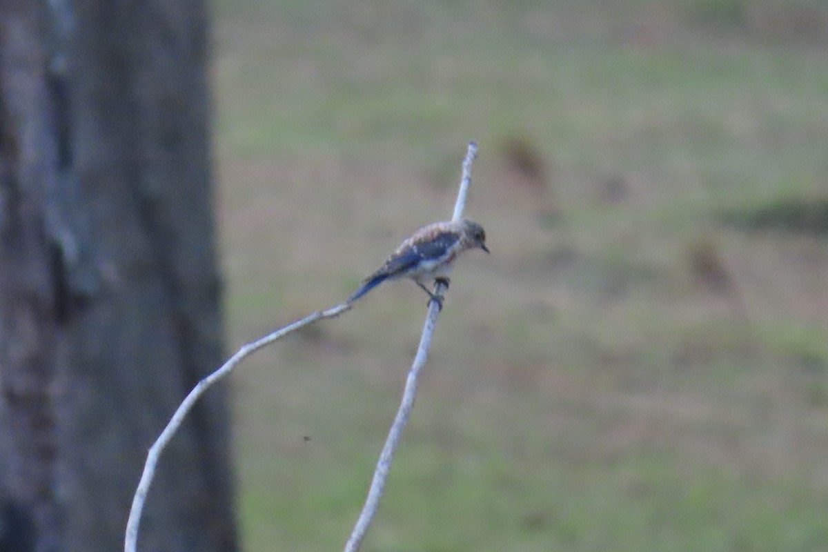 Eastern Bluebird - ML642140128