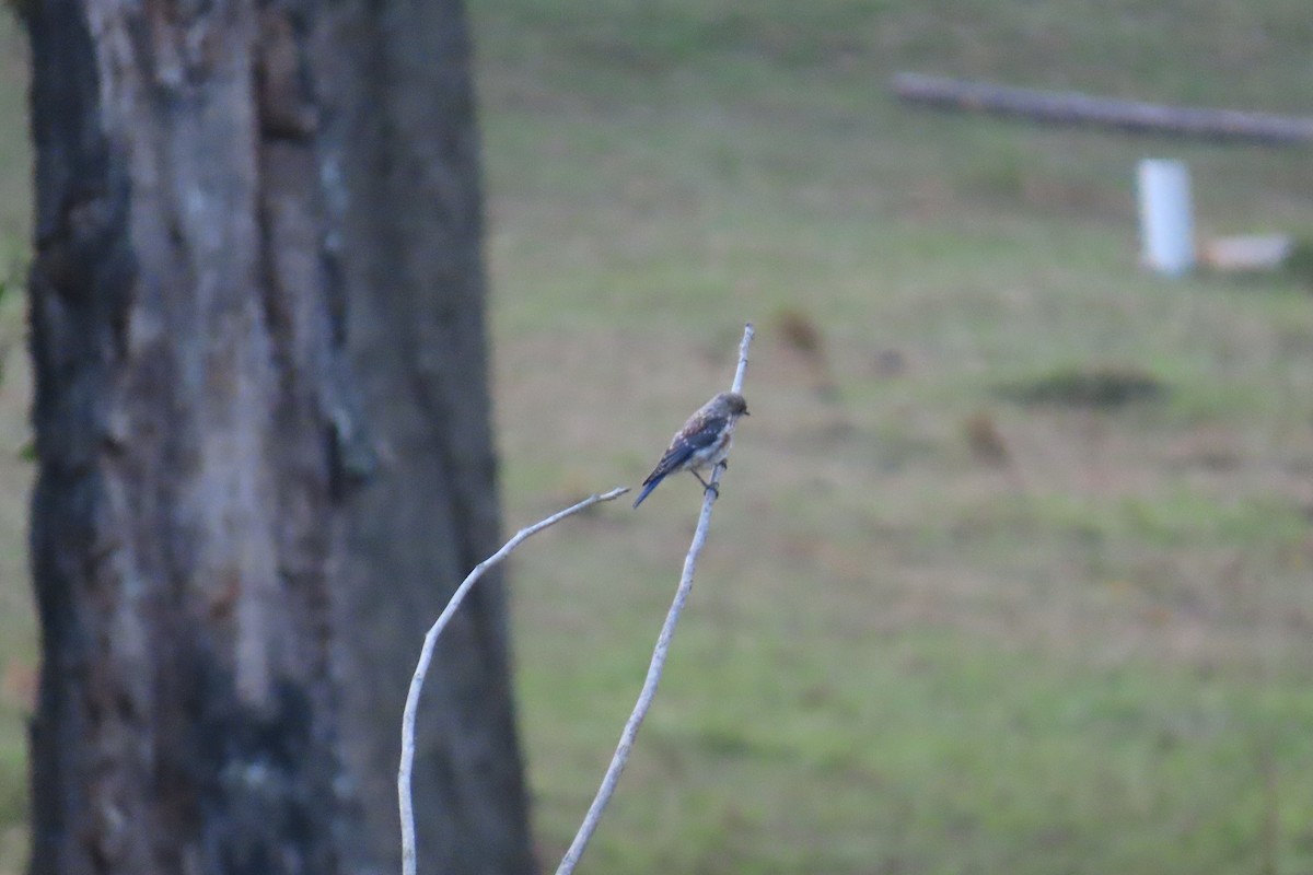 Eastern Bluebird - ML642140129