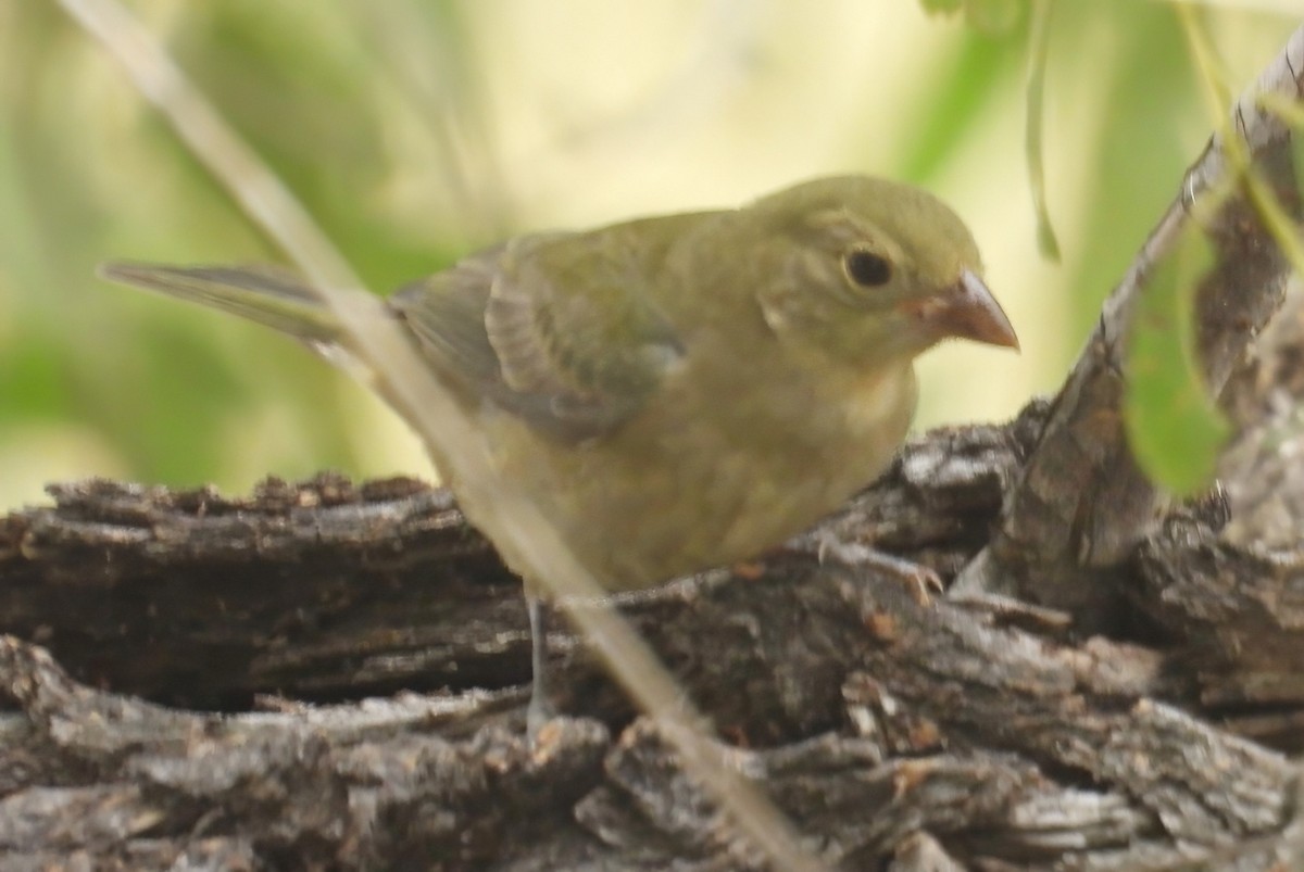 Passerin nonpareil - ML642140143