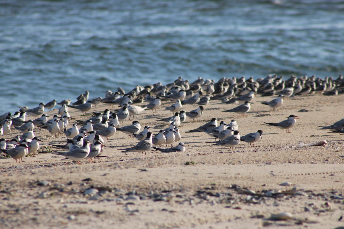Common Tern - ML642140145