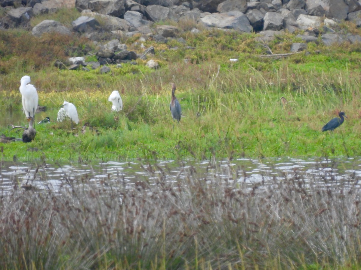 Little Blue Heron - ML642140146