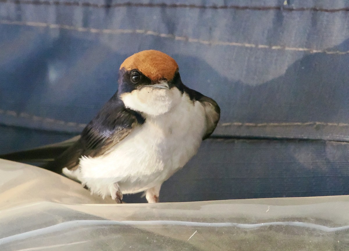 Wire-tailed Swallow - ML642140149