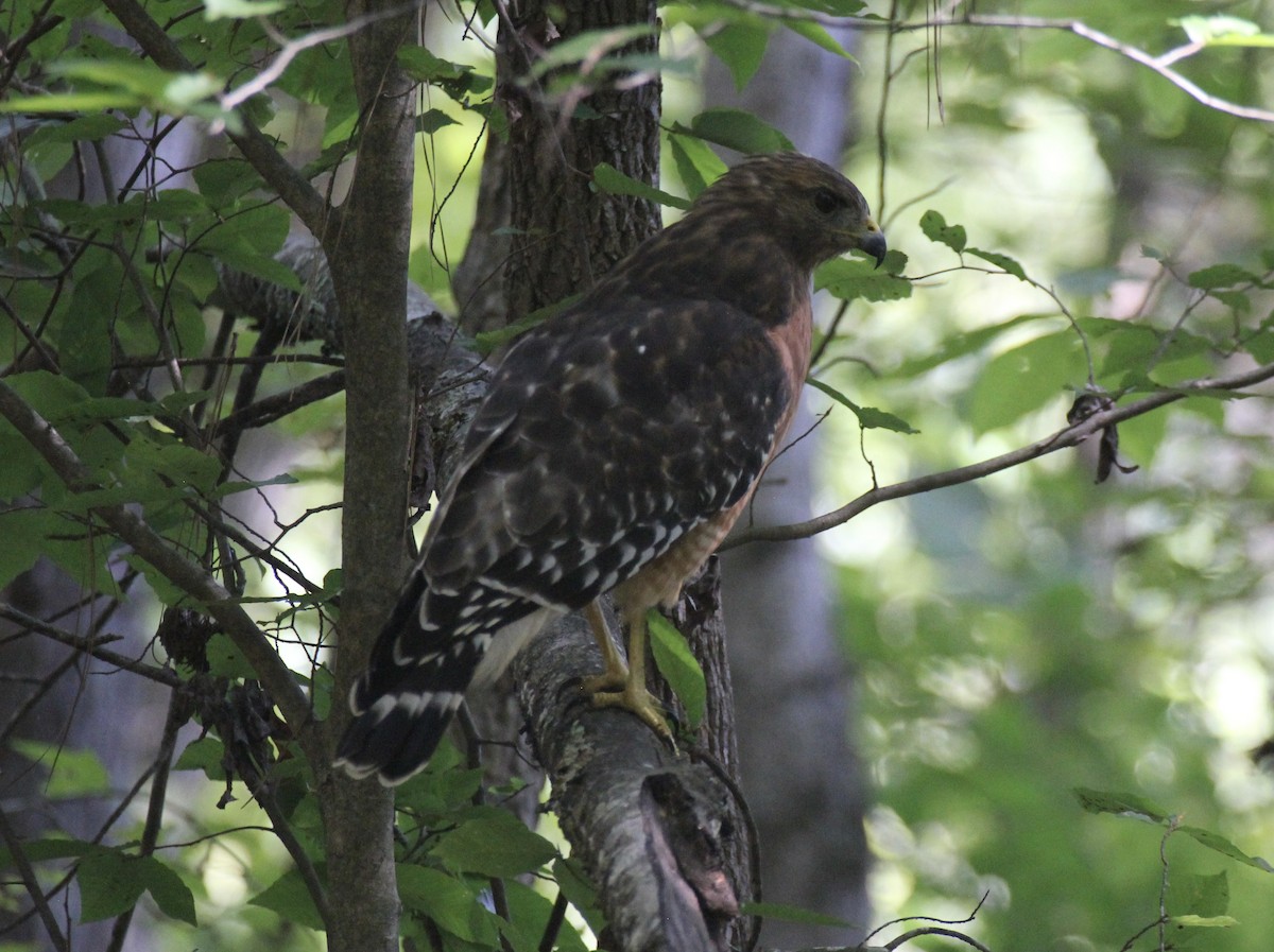 Red-shouldered Hawk - ML642140150