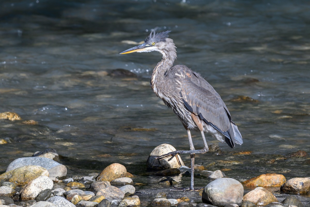 Great Blue Heron - ML642140158