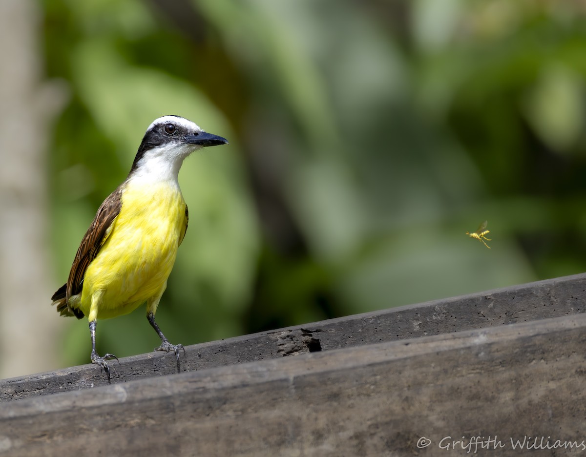 Great Kiskadee - ML642140176