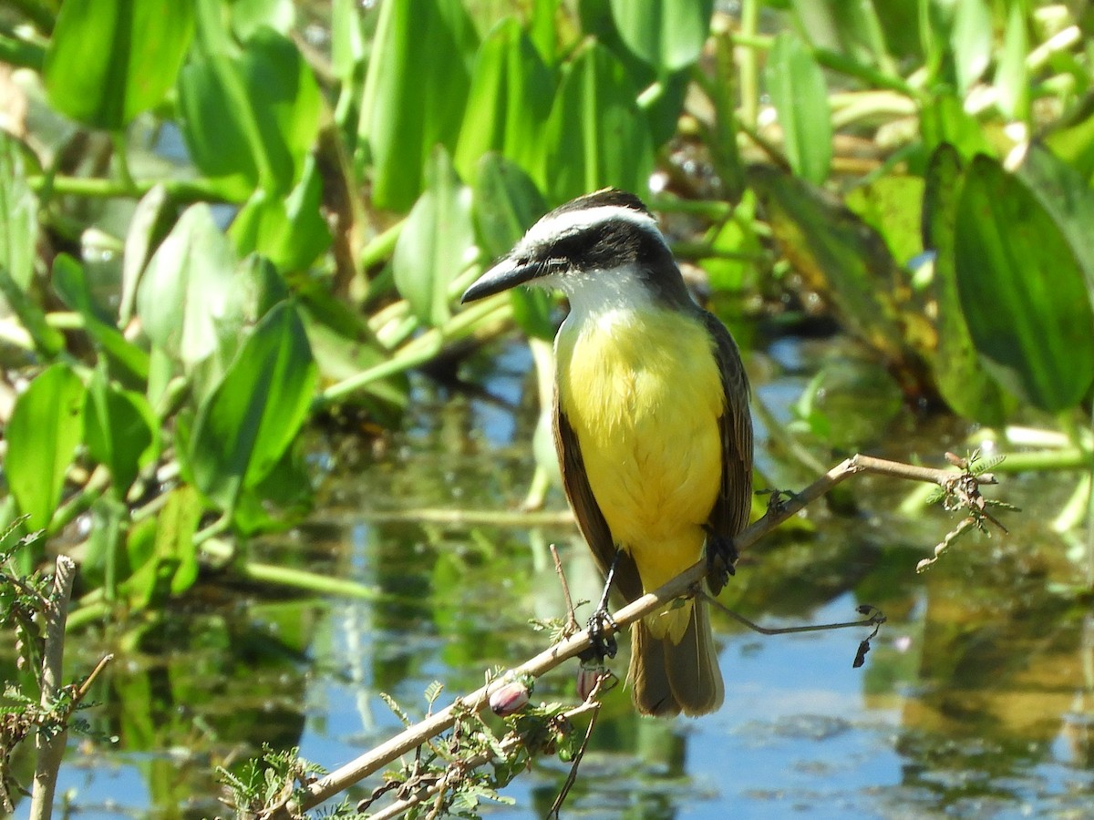 Great Kiskadee - ML642140183