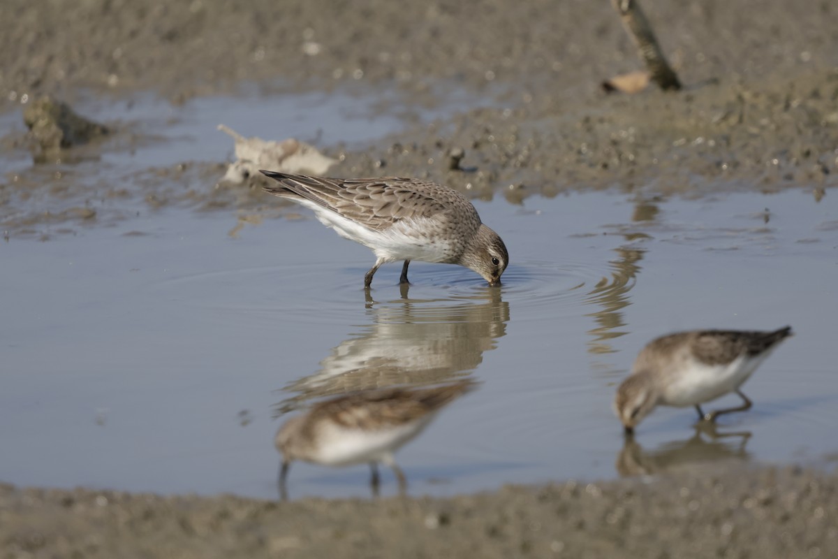 White-rumped Sandpiper - ML642140185