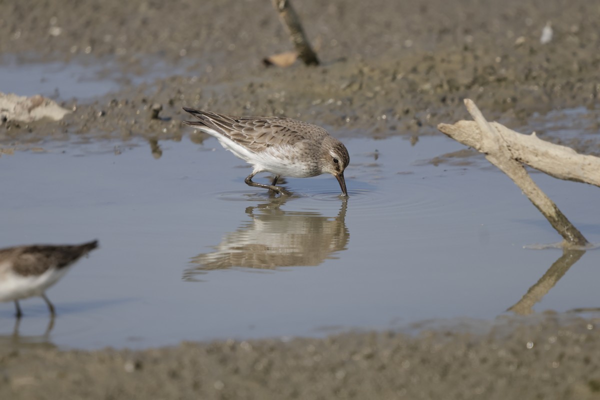 White-rumped Sandpiper - ML642140194