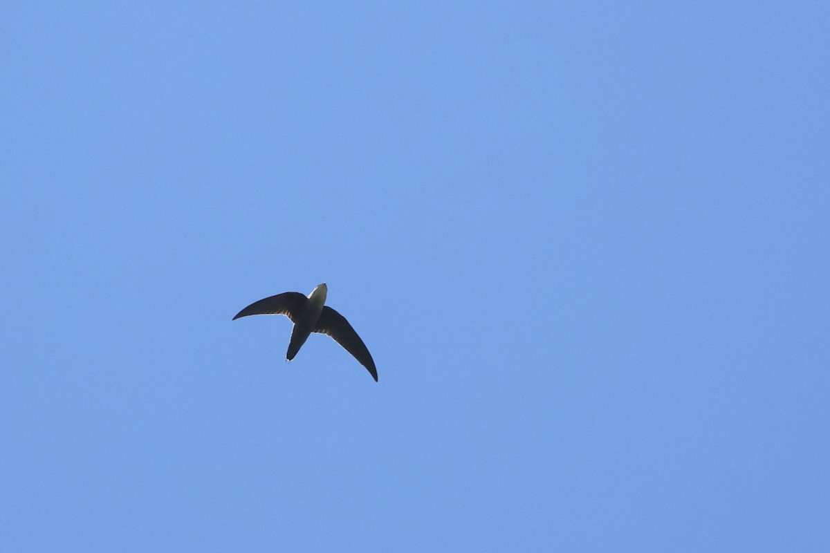 Chimney Swift - ML642140203