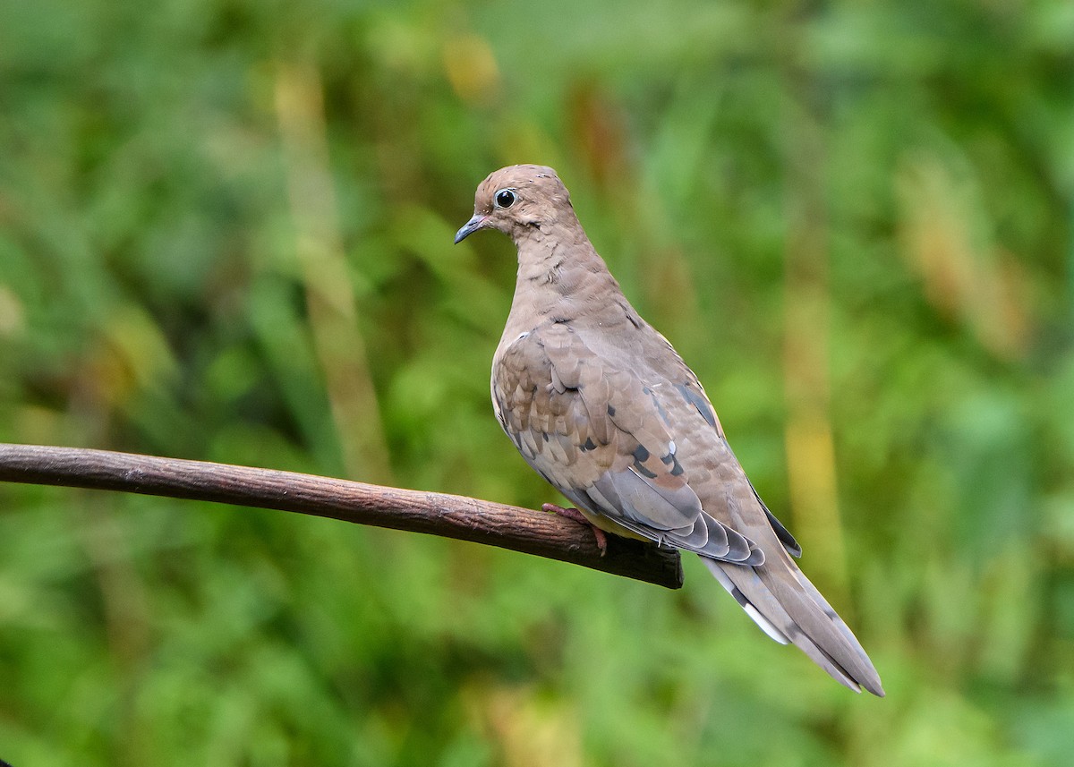 Mourning Dove - ML642140226
