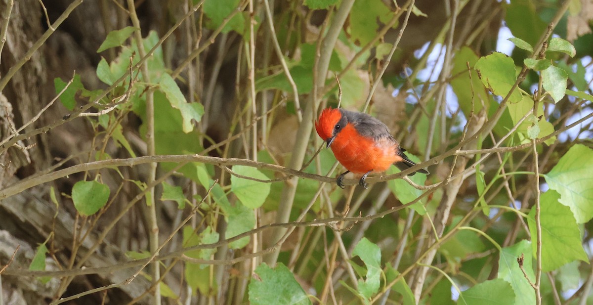 Vermilion Flycatcher - ML642140247