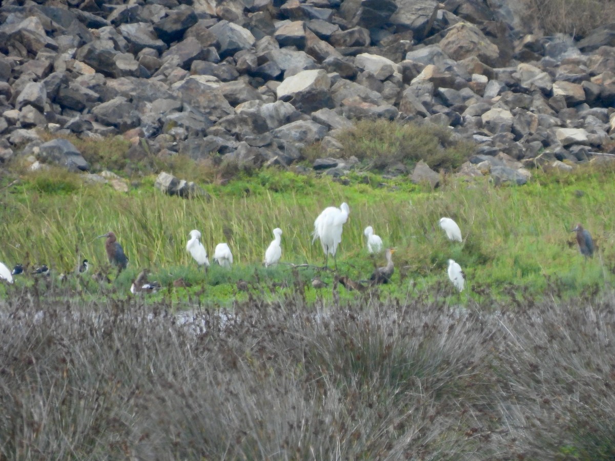 Reddish Egret - ML642140248