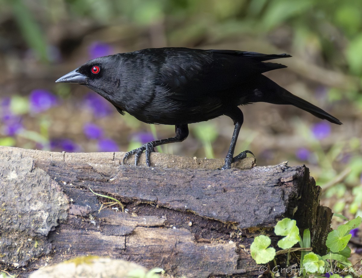 Bronzed Cowbird - ML642140263