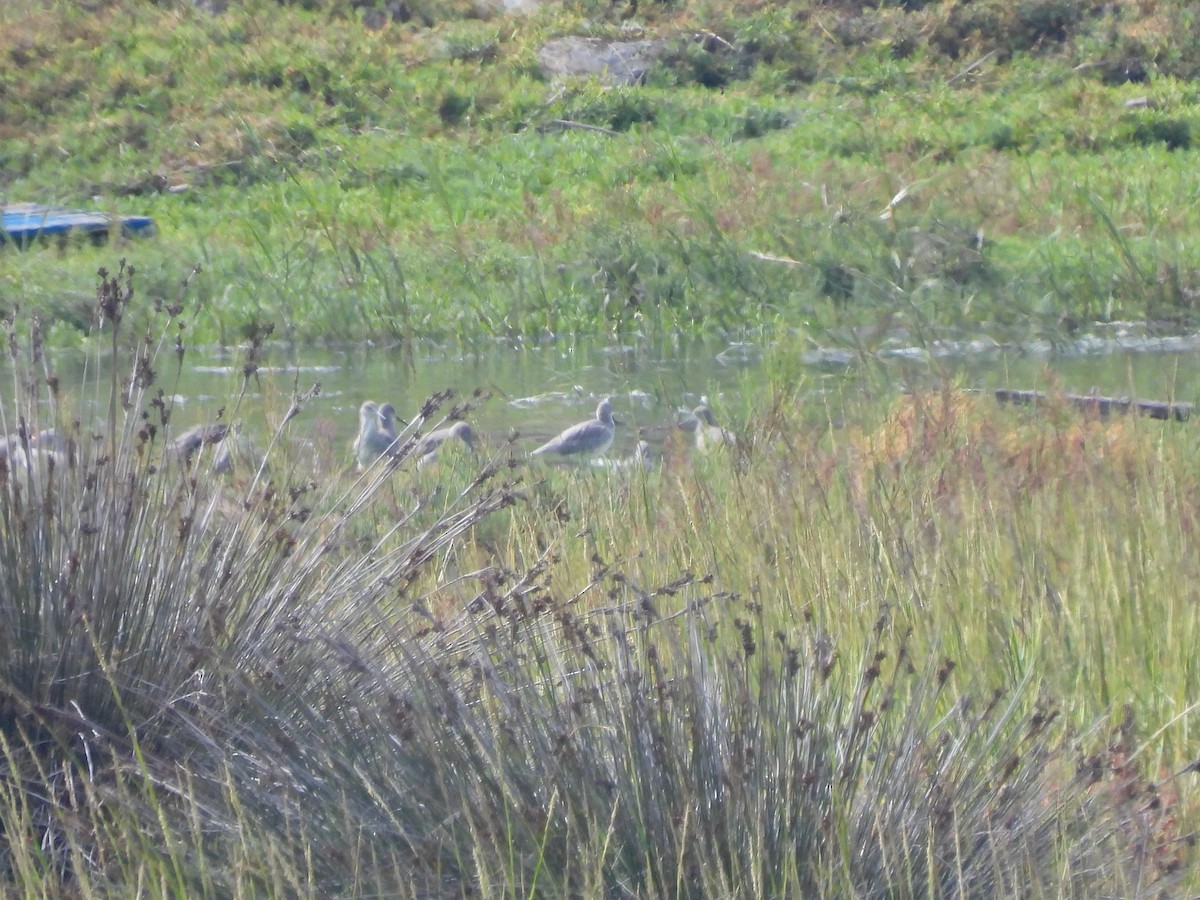 Willet - ML642140269