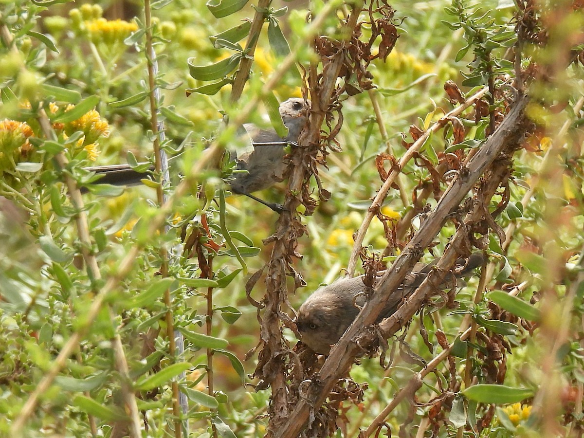 Bushtit - ML642140278