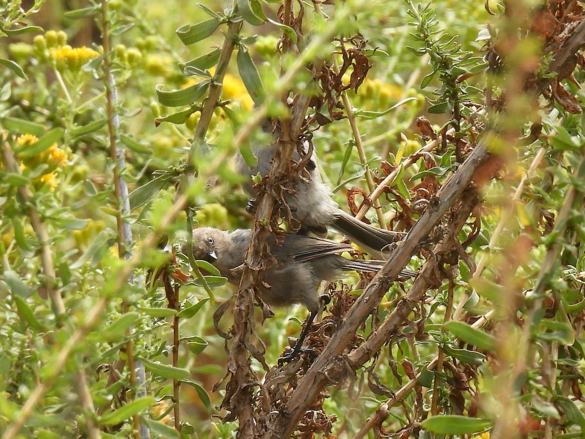 Bushtit - ML642140287