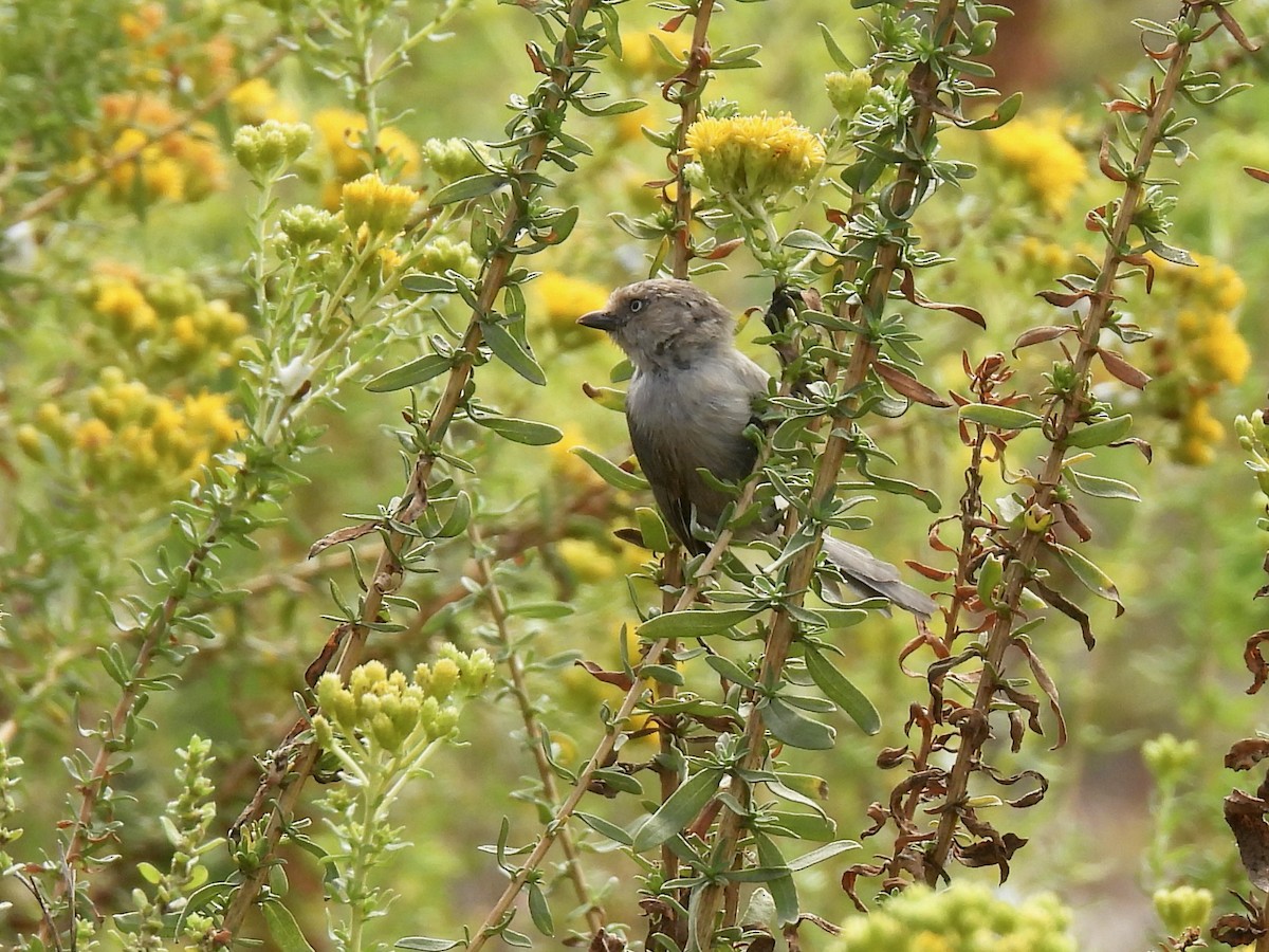 Bushtit - ML642140288