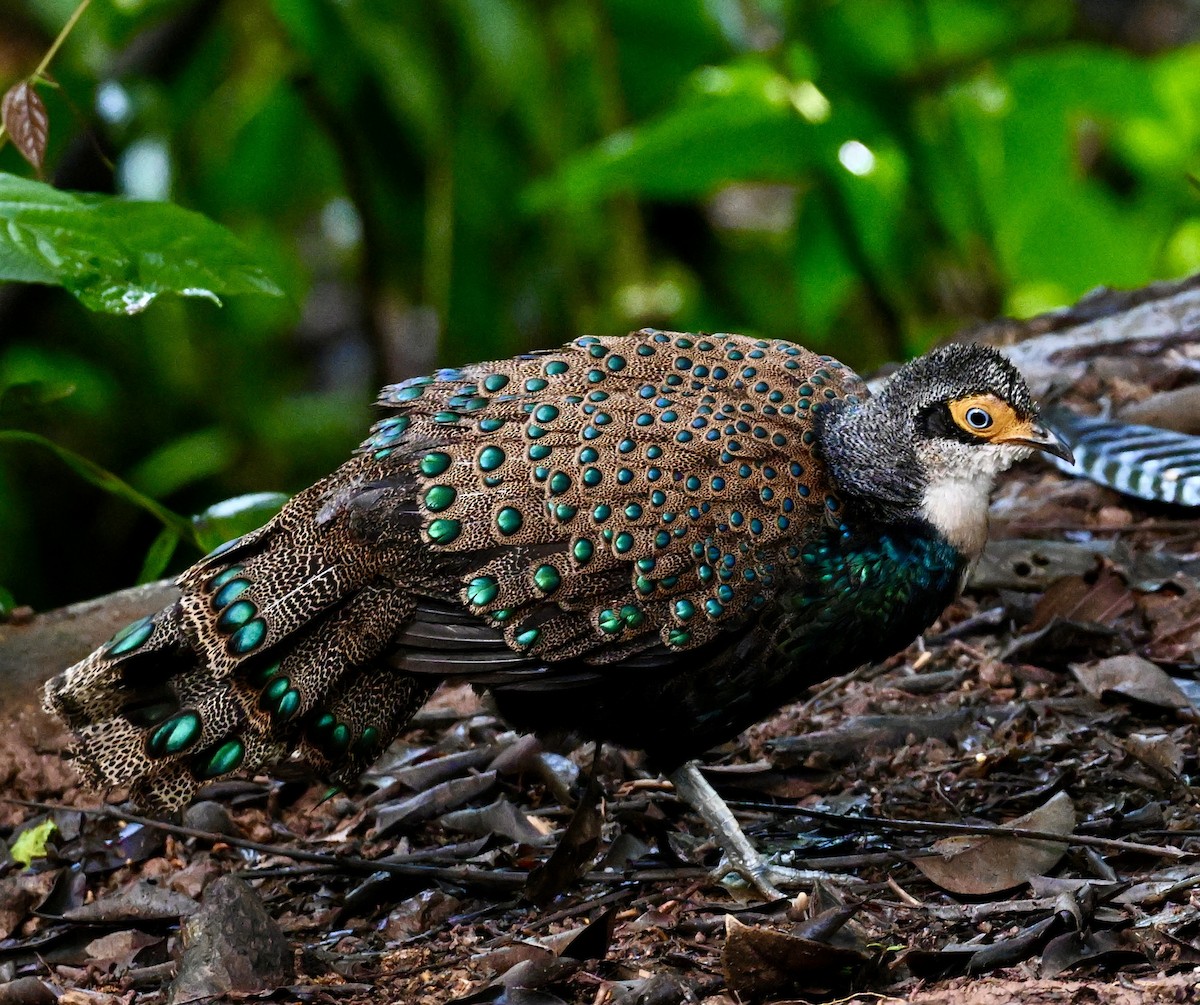 Bornean Peacock-Pheasant - ML642140289