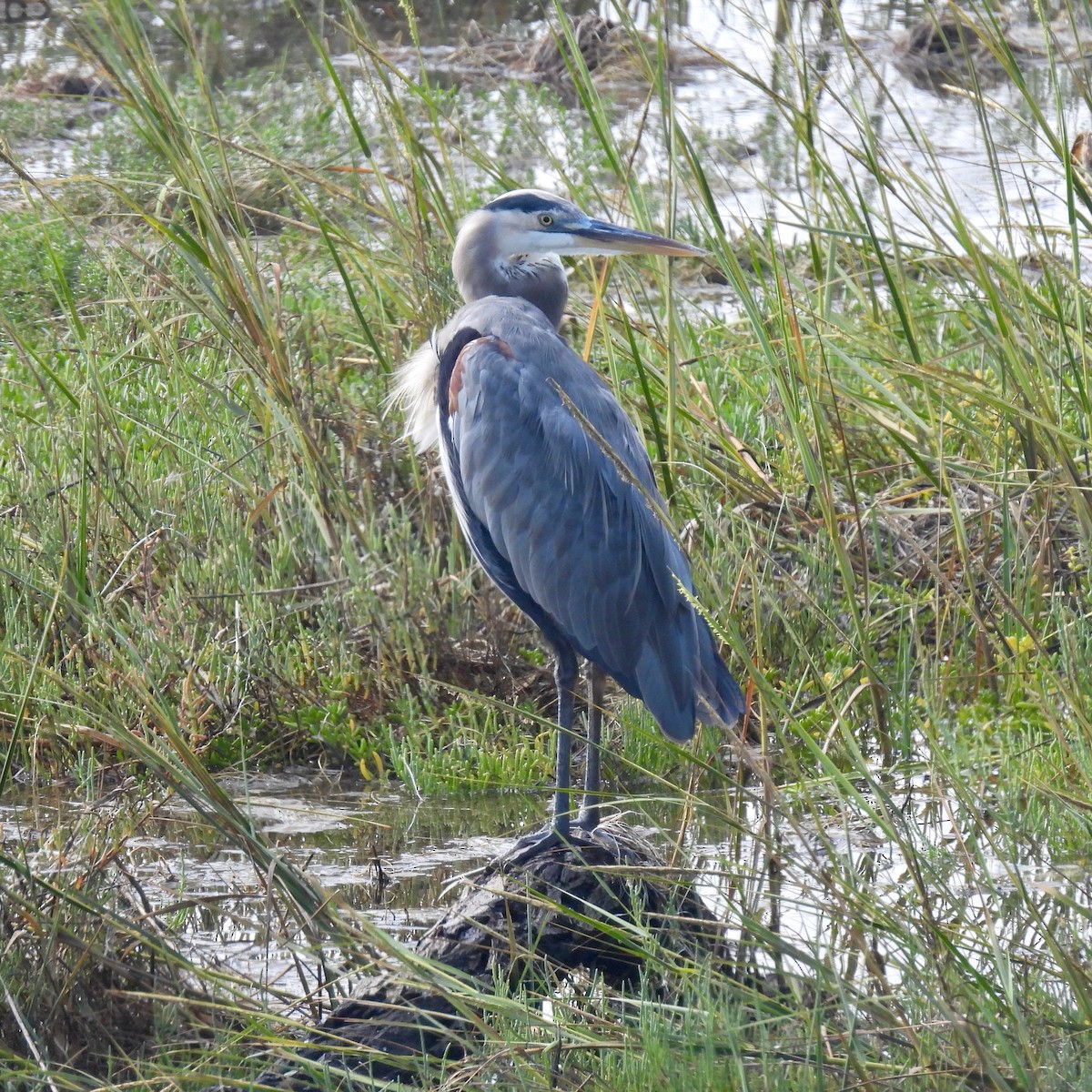 Great Blue Heron - ML642140294