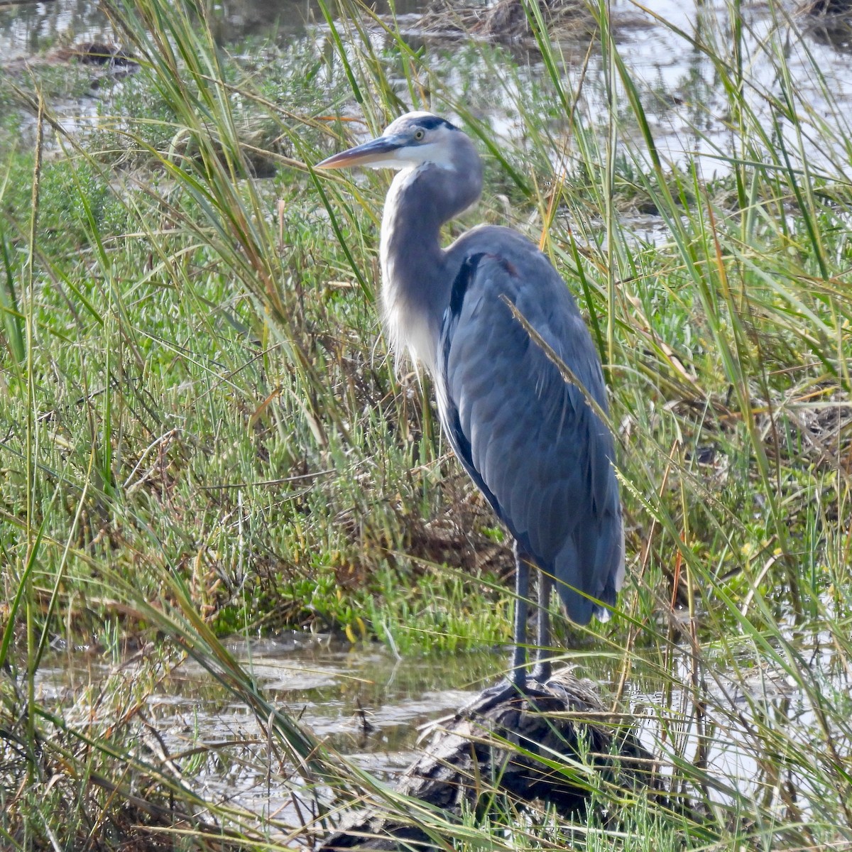 Great Blue Heron - ML642140295