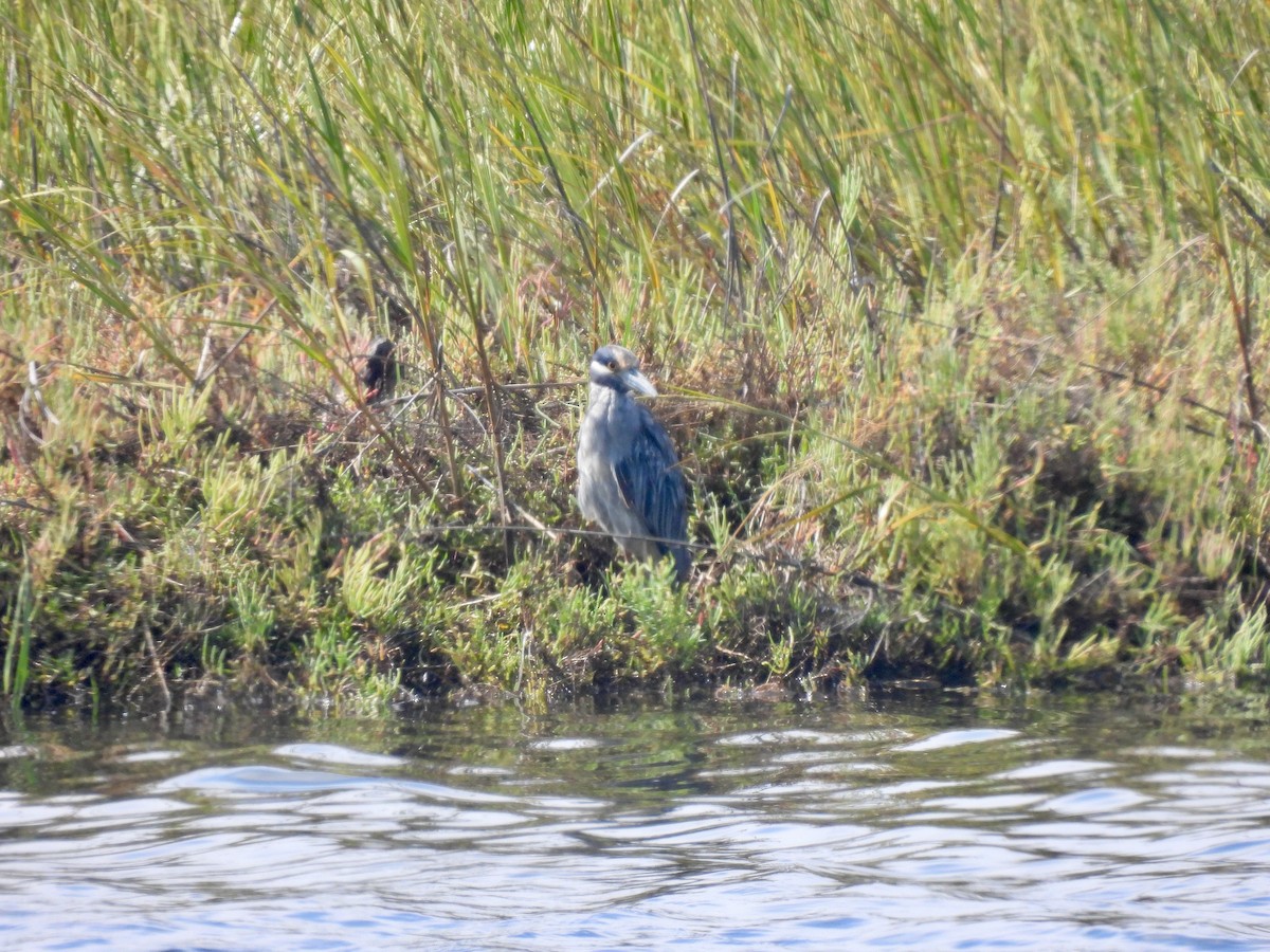 Yellow-crowned Night Heron - ML642140297